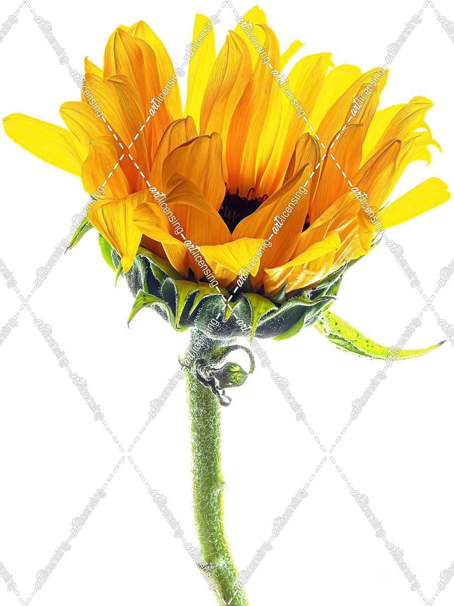 Sunflower In The Sun