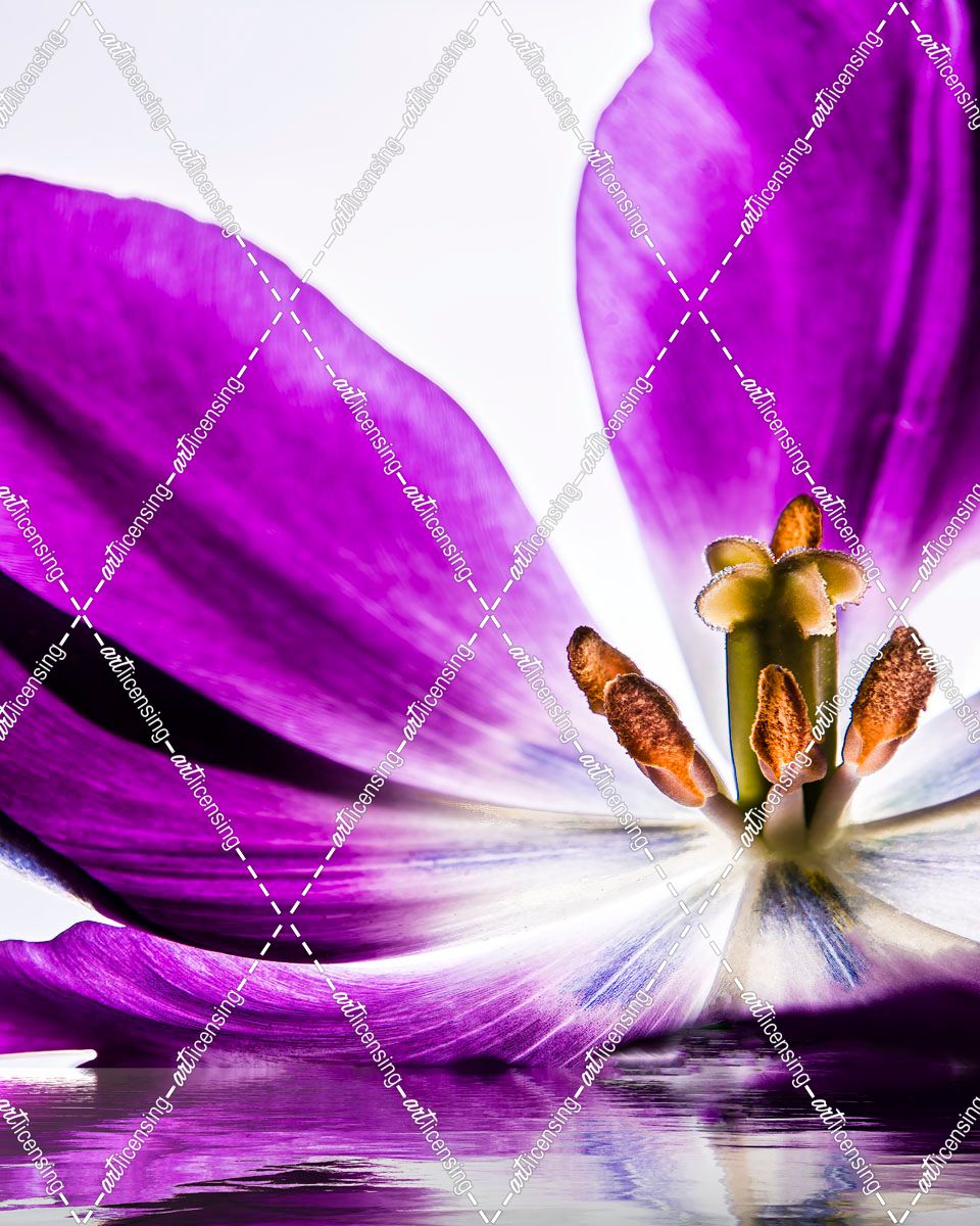 Purple Tulip Reflection