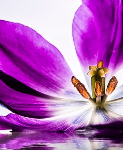 Purple Tulip Reflection