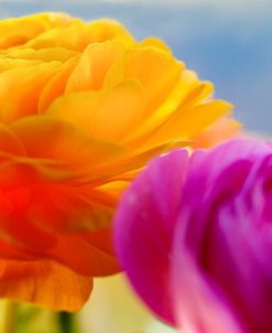 Ranunculus In Orange And Pink