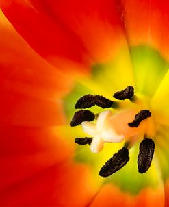 Tulip Anthers