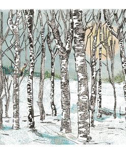 Silver Birch Trees