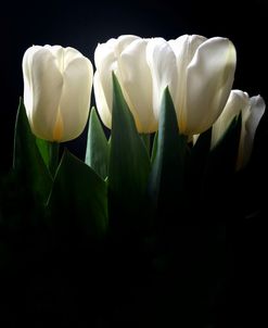 White Tulips Copy