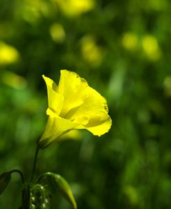 Closed Yellow Flower