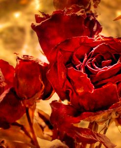 Dried Roses