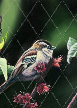 Patricia Feathers