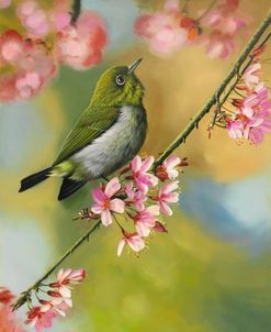 Birds & Blossoms