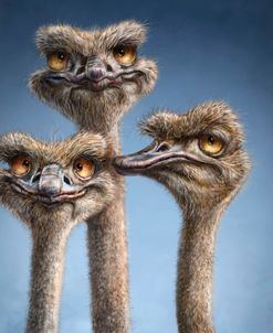 Ostrich Trio