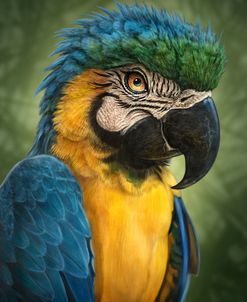 Parrot Totem
