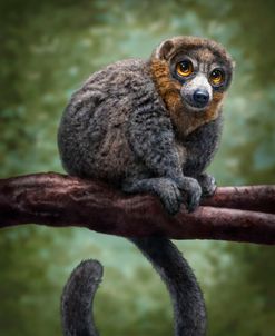 Mongoose Lemur Totem
