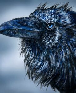 Blue Beak Raven