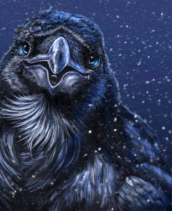Winter Raven