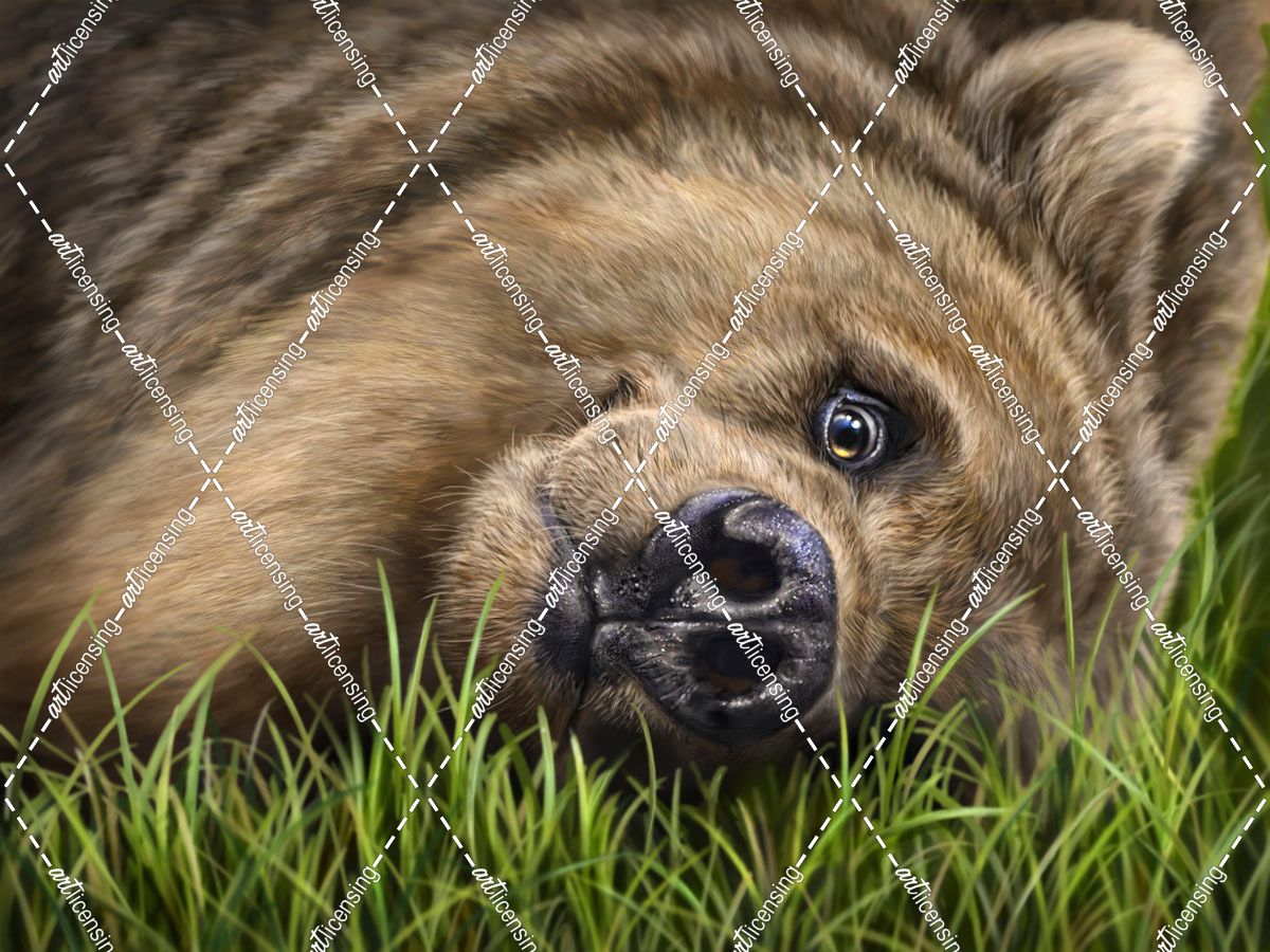Grizzly on Grass
