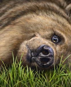 Grizzly on Grass