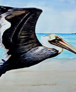 Large Pelican