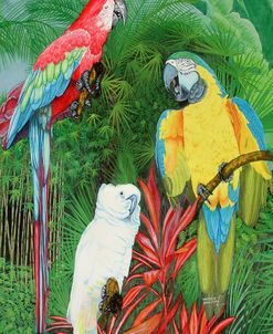 3 Parrots
