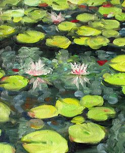 Lilly Pond