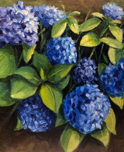 Hydrangea