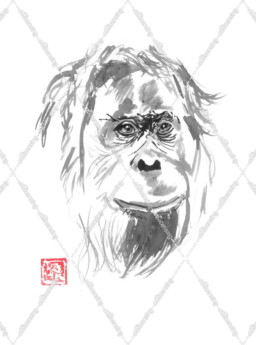 Orangutan 02