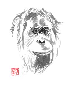 Orangutan 02