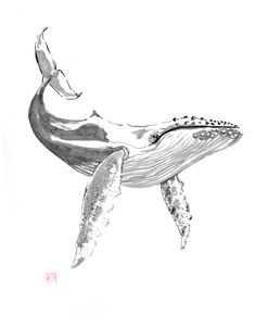 Whale