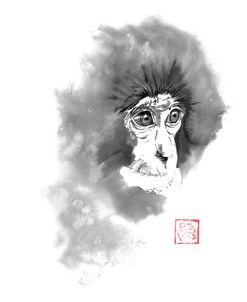 Chimpanzee 02