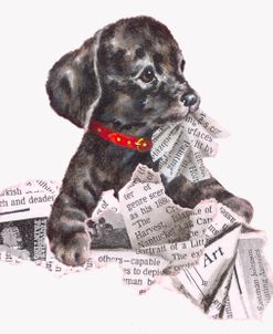 Newspaper Pup – 13A