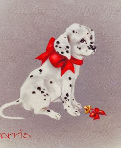 Dalmation Pup