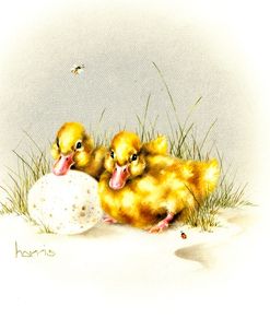 Ducks And Egg