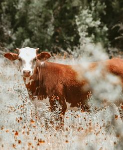 Calf In Flowers