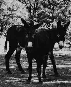 Doppelganger Donkeys