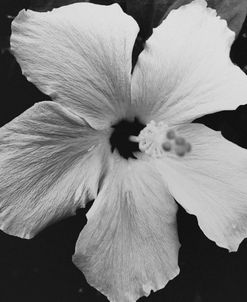 Monochromatic Hibiscus