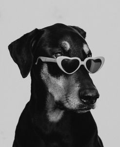 Chic Doberman