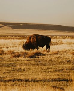 Lone Bison