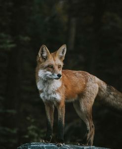 Majestic Fox