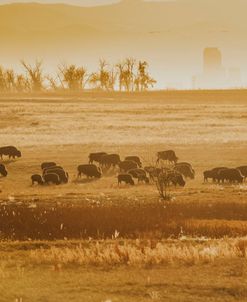 Bison And Denver Skyline