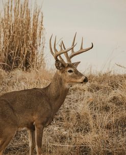 Wild Deer