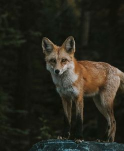 Red Fox