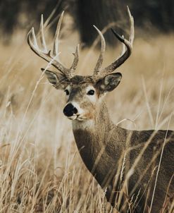 Young Buck