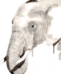 Wildlife Elephant