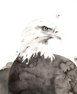 Wildlife Eagle