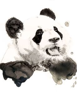 Wildlife Panda