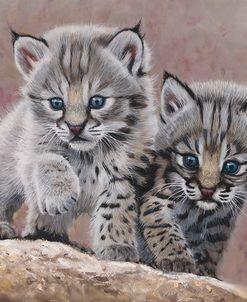Bobcat Babies