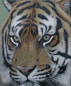 Sumatra Tiger Face 2011