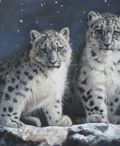 Young Snow Leopards Into the Dark 2011