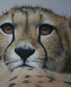 Cheetah Study 2013