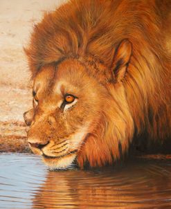 Male Lion Drinking