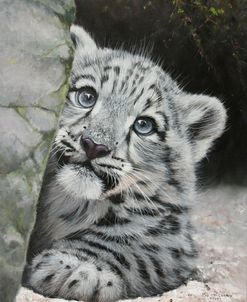 Shy Snow Leopard