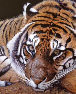 Sumatran Tiger Resting