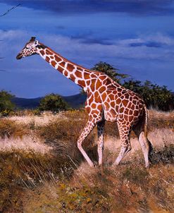 Reticulated Giraffe